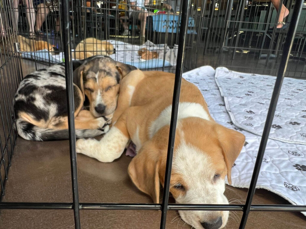 two sleeping puppies