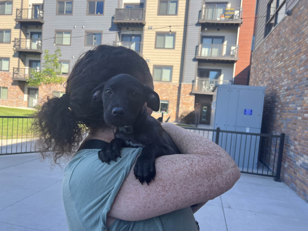 A very cute black lab puppy being cuddled