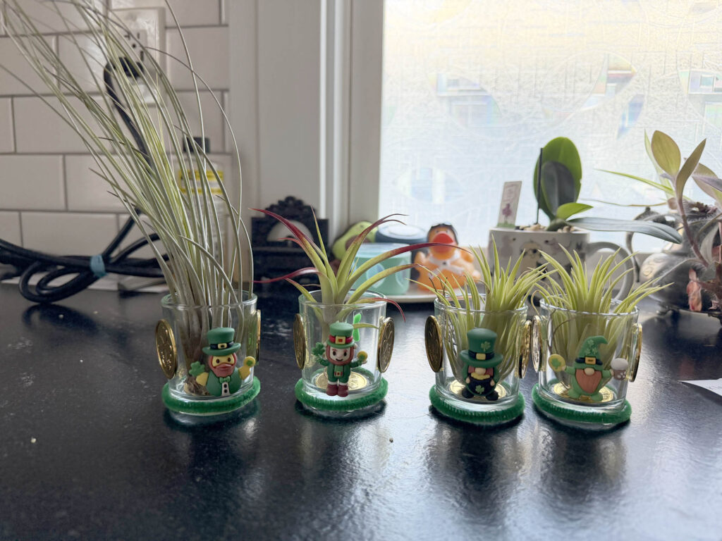 four march leprechaun trophies with plants in them.
